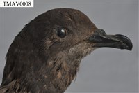 Bulwer's Petrel Collection Image, Figure 6, Total 8 Figures